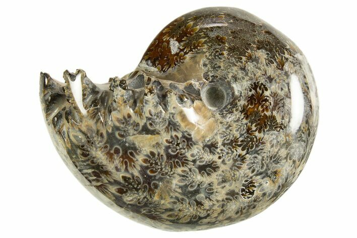 Polished Ammonite (Phylloceras) Fossil - Madagascar #327794